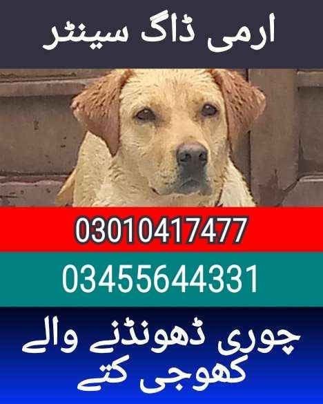 Army dog center 03010417477