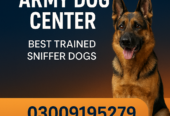 Army Dog center 03458966073 (khoji dog contact number)