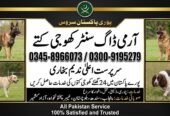 Army Dog center 03458966073 (khoji dog contact number)