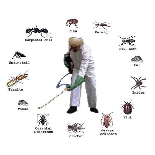 Pest Control Services in Karachi