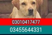 Army dog center (03010417477)
