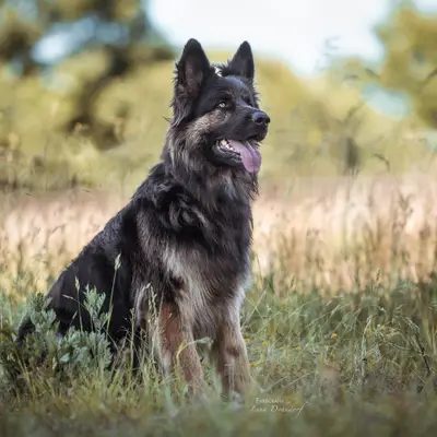 Army dog center (03010417477)