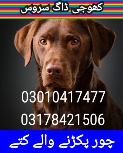 Army dog center multan 03010417477