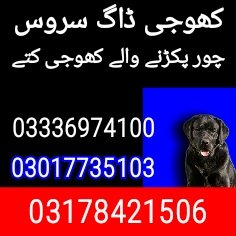 Army dog center Peshawar 03017735103