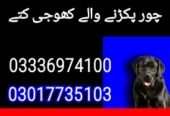 Army dog center Karachi 03017735103