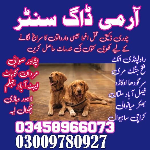 army dog center mandi bahauddin 03018665280