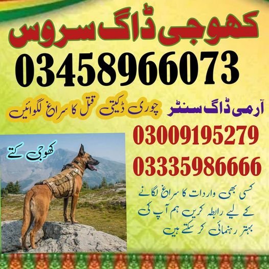 Army Dog Center Sargodha 03335986666 | Special Khoji Dogs