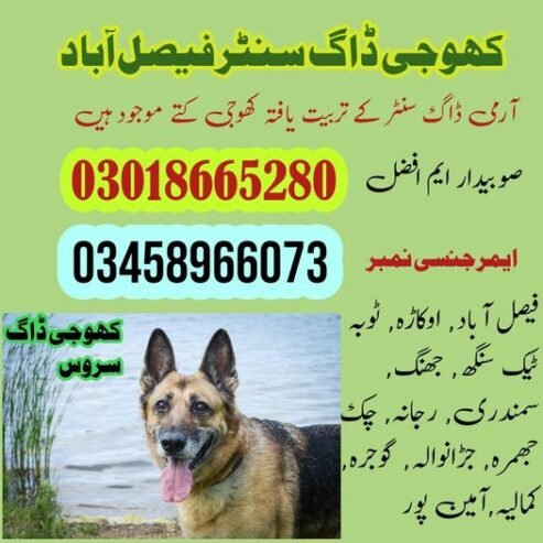 Army Dog Center Faisalabad 03018665280