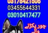 Army dog center lahore 03017735103