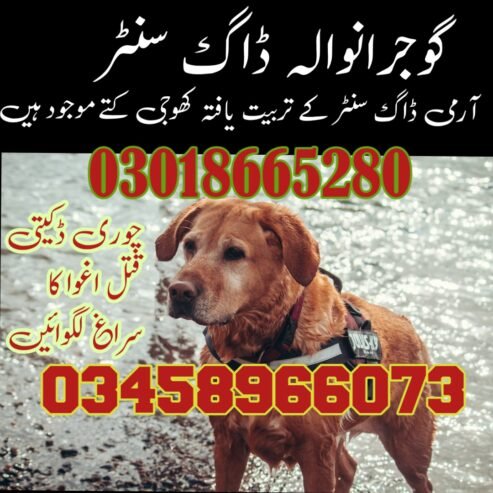 army dog center gujranwala | 03018665280 سراغ رساں کھوجی کتے