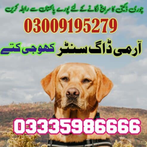 Army dog center Jhelum | 03018665280 سراغ رساں کھوجی کتے