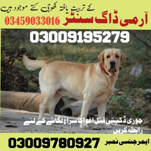 Army dog center Peshawar | 03018665280