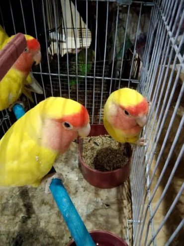 Love birds*lotino red eye breader pair 4800 final price per