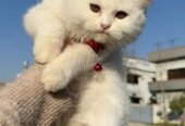 PERSIAN CAT FOR SALE