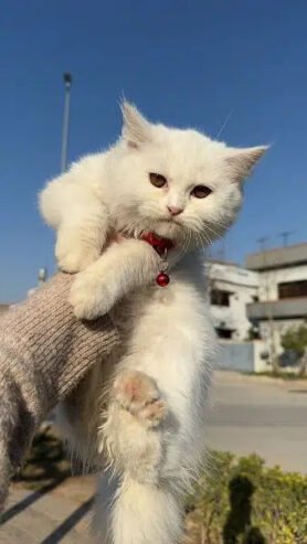 PERSIAN CAT FOR SALE