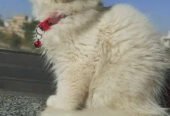 PERSIAN CAT FOR SALE