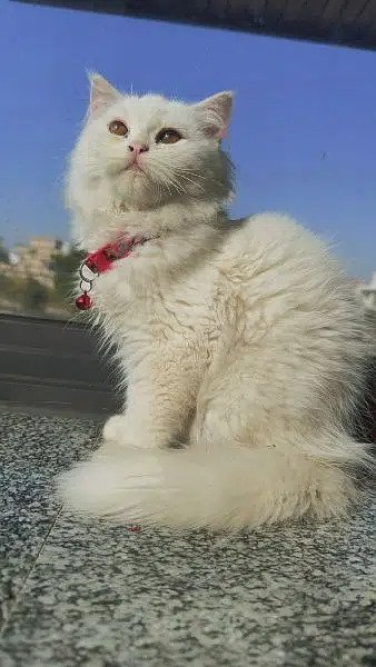 PERSIAN CAT FOR SALE