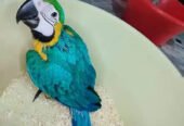 Blue macaw parrot chicks for sale
