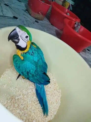 Blue macaw parrot chicks for sale