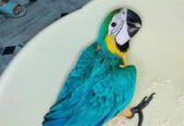 Blue macaw parrot chicks for sale