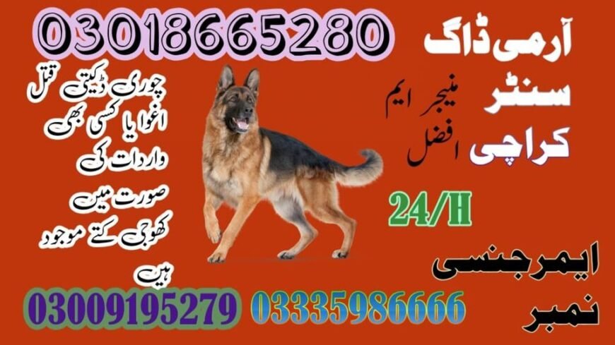 Army dog centre Karachi | 03458966073 | Sniffers Dogs Servic