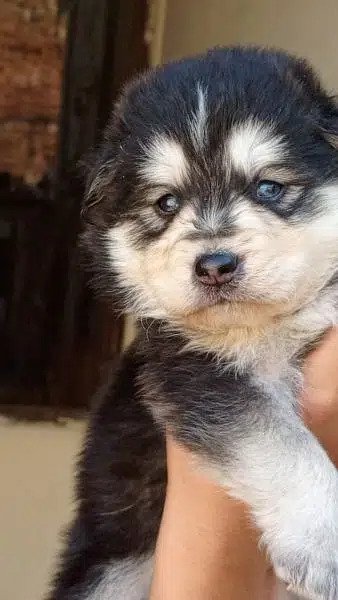 Siberian husky/agouti Siberian husky puppies for sale