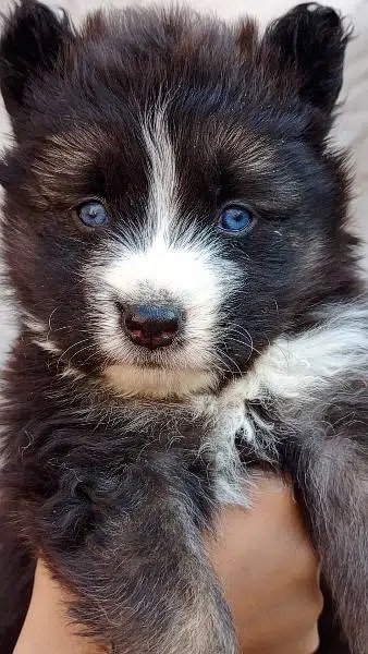 Siberian husky/agouti Siberian husky puppies for sale