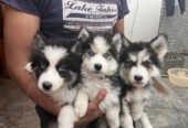 Siberian husky/agouti Siberian husky puppies for sale