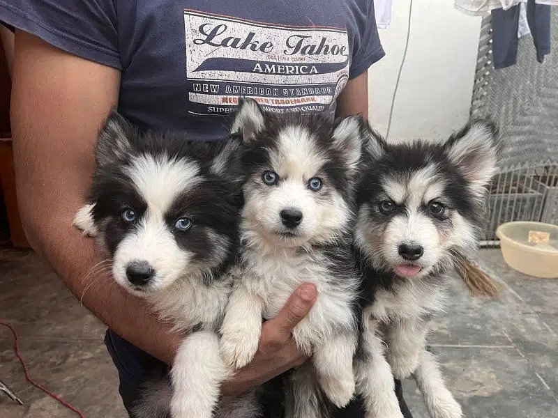 Siberian husky/agouti Siberian husky puppies for sale