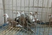 Pied Dove for Sale