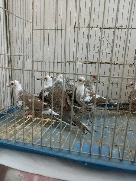 Pied Dove for Sale