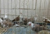Pied Dove for Sale