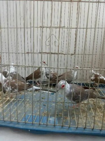 Pied Dove for Sale