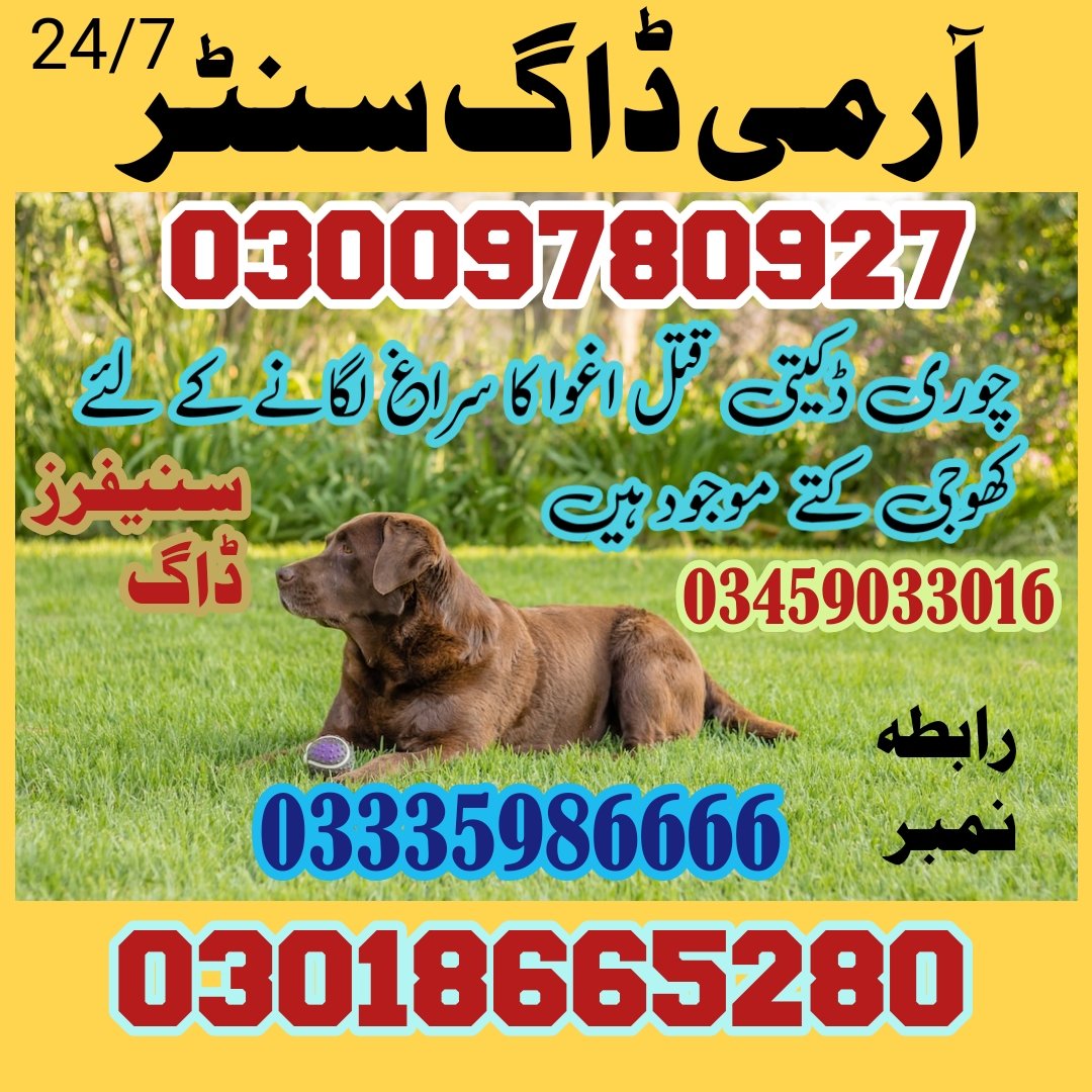 Army Dog Center Jhelum 03009195279 | کھوجی ڈاگ