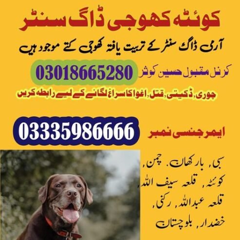 Army dog center quetta 03018665280