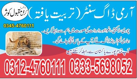 Army Dog Centre Haroonabad 03335698052