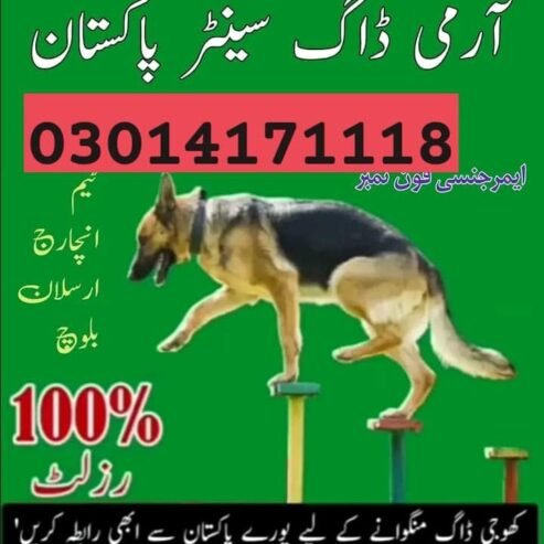 Army Dog Center Rawalpindi 03454760111