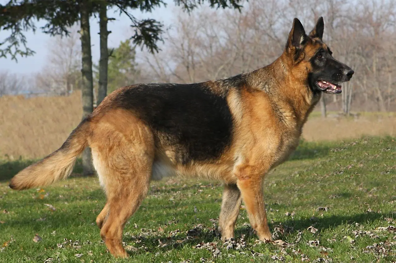 Army Dog Center Multan 03124760111