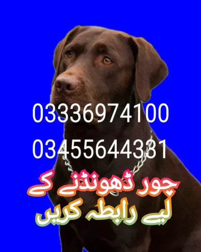 Army dog center karachi 03336974100