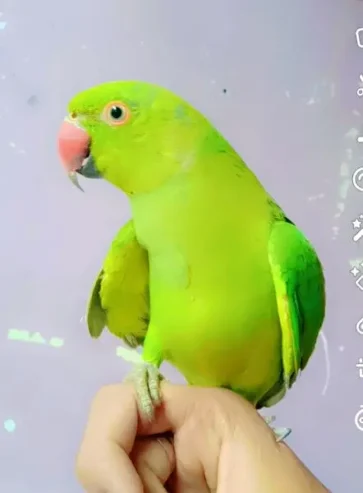 Green parrot for sale