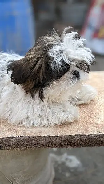 Shihtzu puppies