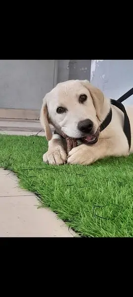 British labrador male pedigree