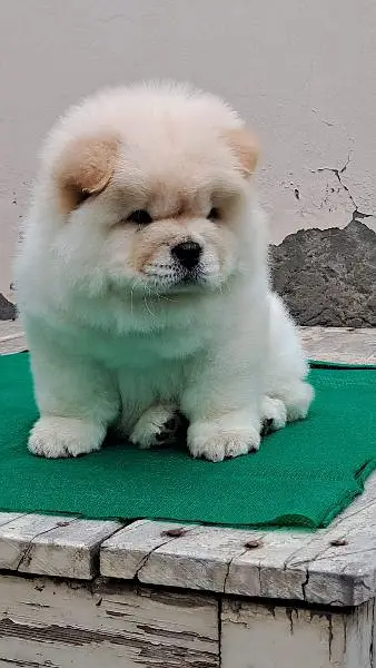 Puppy For Sale Healthy and Vacinated