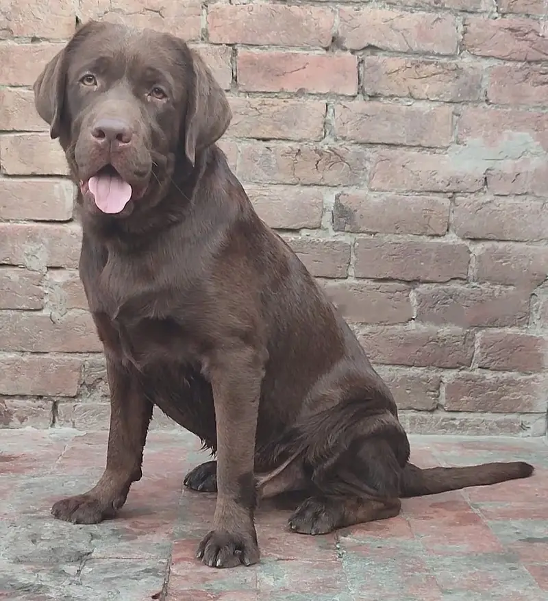 British Labrador puppies available for sale