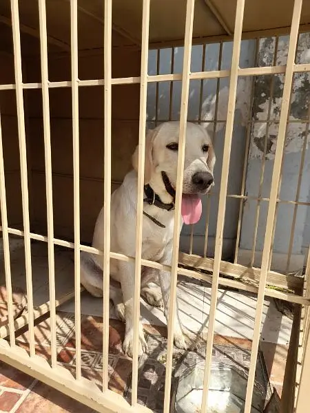 British labrador male pedigree