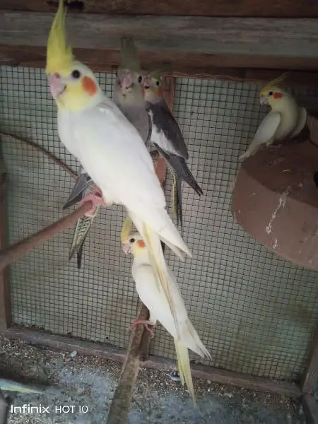 I have selling my Cocktail