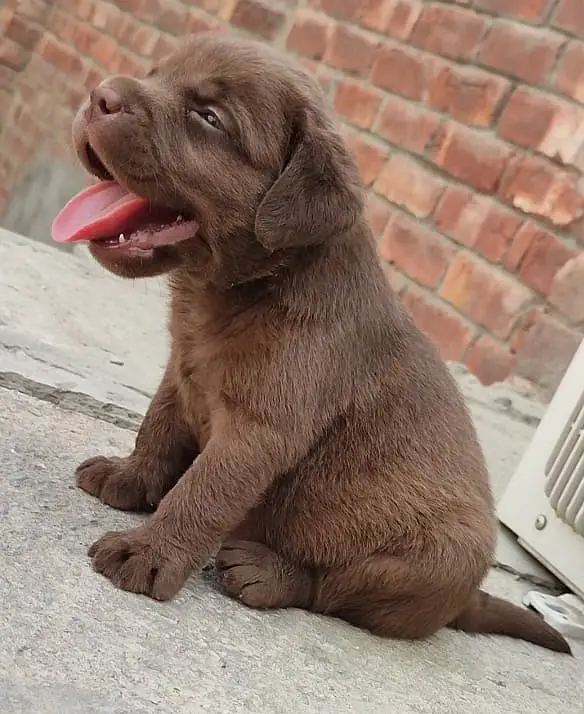 British Labrador puppies available for sale
