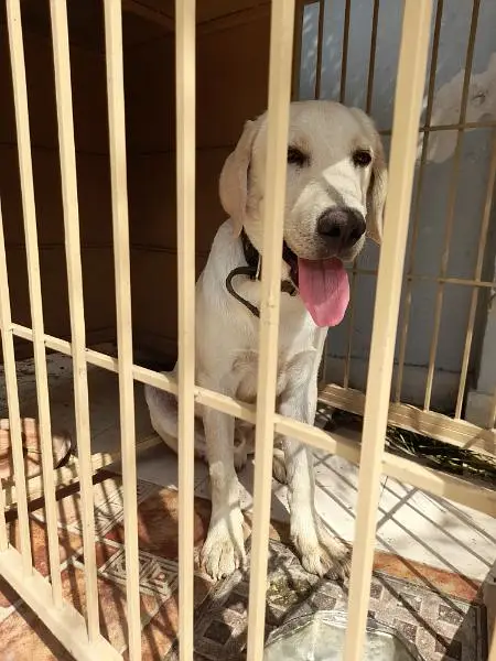 British labrador male pedigree