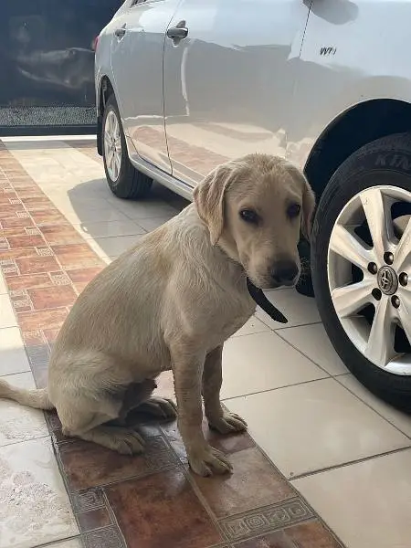 British labrador male pedigree