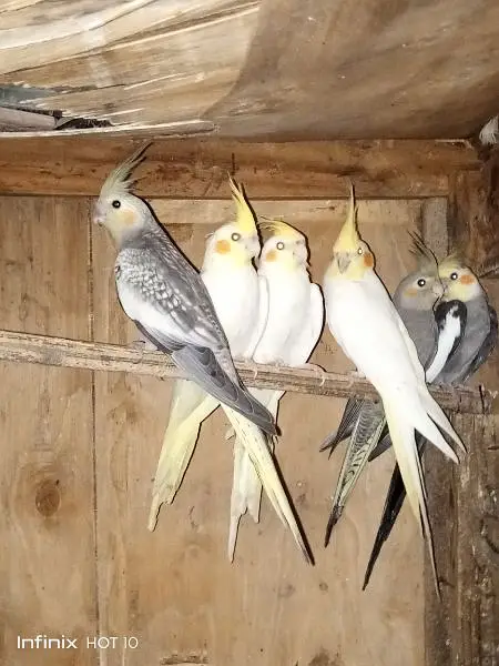 I have selling my Cocktail
